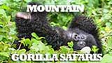 Mountain Gorilla Safaris